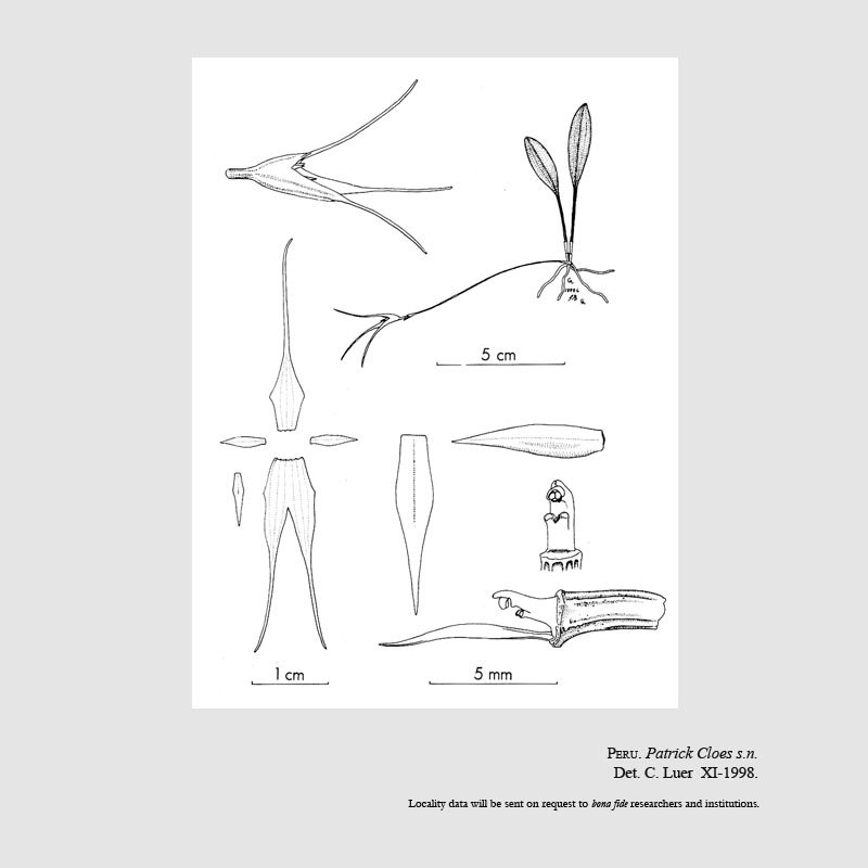 Masdevallia schizostigma
